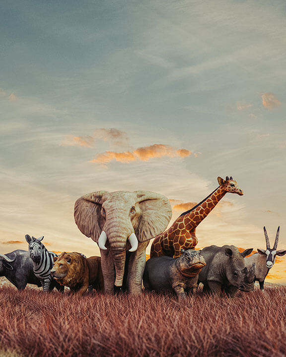 The Agyendam Wildlife Chronicles