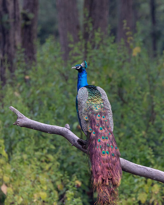 Saving endangered species